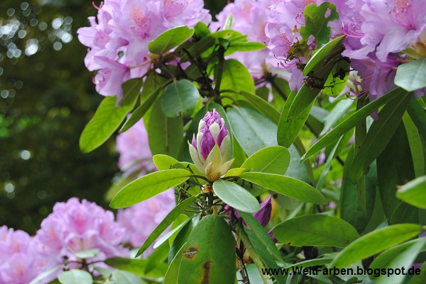 Schleswig Holstein Nordsee Archive Feinschmeckerle Foodblog