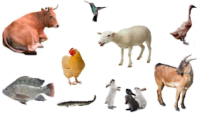 40 Peluang Usaha Ternak Menguntungkan Mudah Dan Cepat