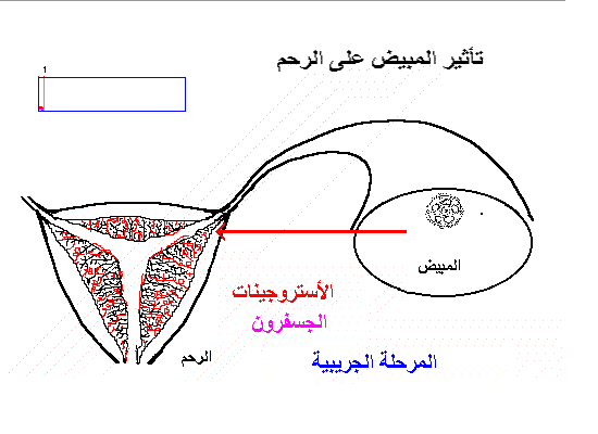 هل تنغرس البويضة في موعد الدورة
