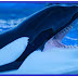 Orcas em cativeiro sofrendo terrivelmente com danos dentários 
