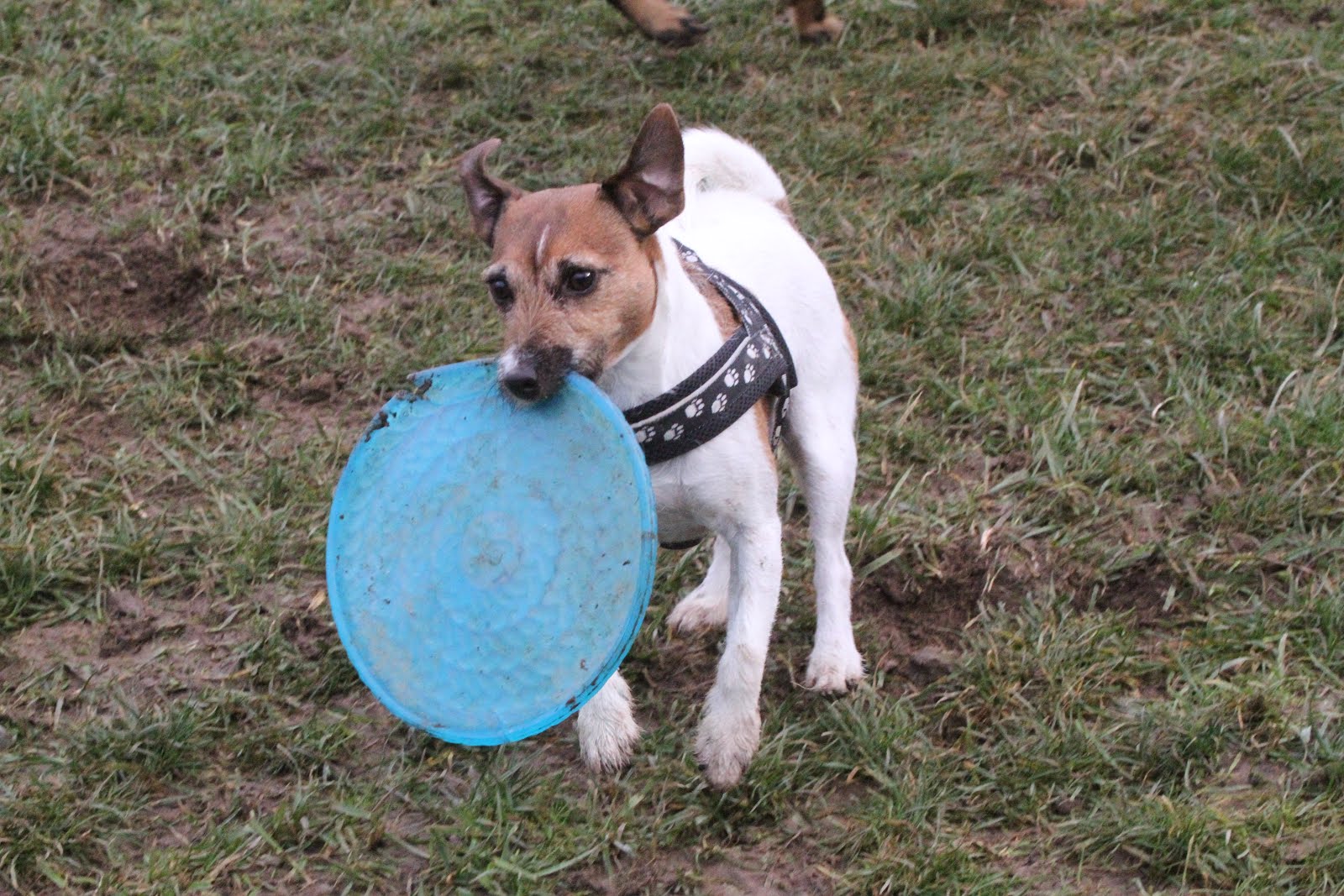 Hunde Abenteuer Land. Tagesbetreuung Ferienbetreuung Zürich Tuesday
