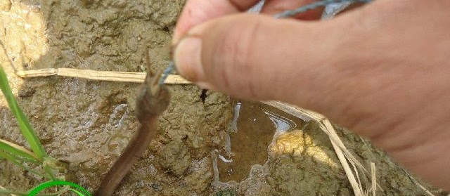 Habitat Ikan Belut di Alam Bebas
