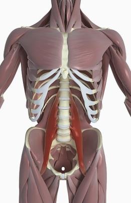 Entenda as cadeias musculares de Madame Mézières