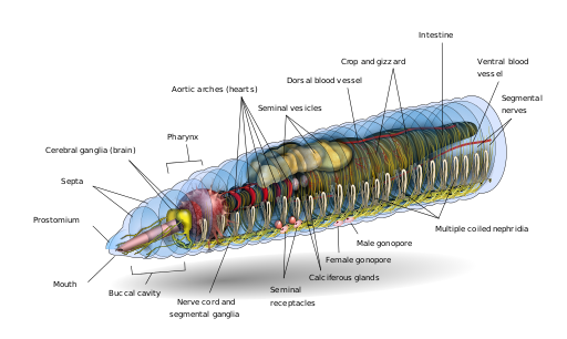 TYWKIWDBI ("Tai-Wiki-Widbee"): Earthworm anatomy
