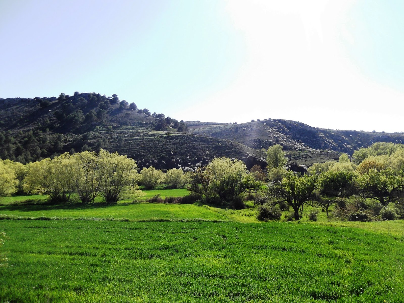 A.B.C.D. Berdejo Berdejo verde y florido