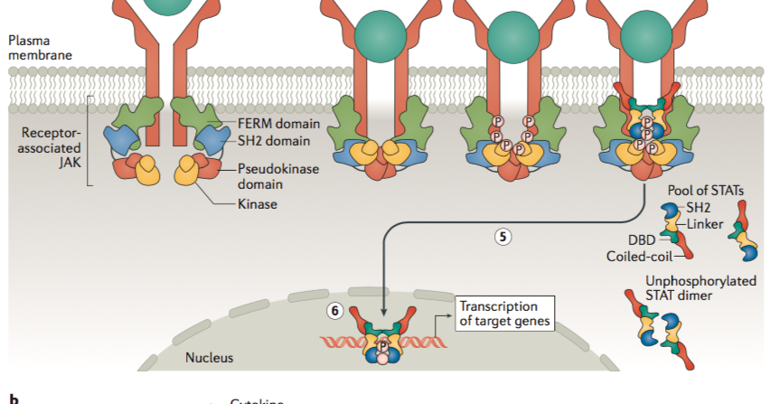 Receptor universal de sangre