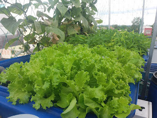 Rau được trồng từ hệ thống Aquaponics Rau được trồng từ hệ thống Aquaponics