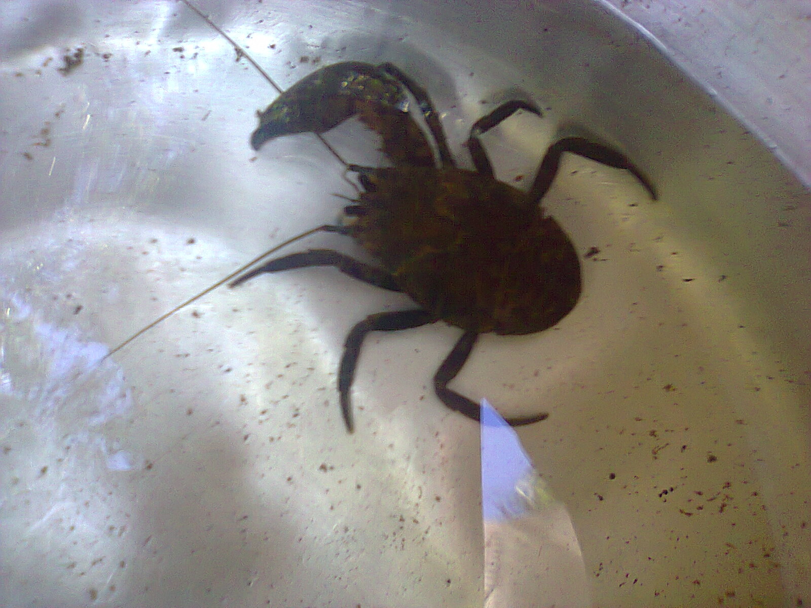 Caranguejo de água doce Caranguejo de água doce