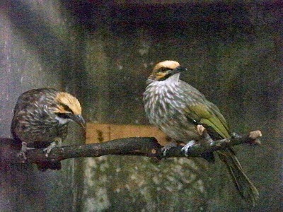 Foto Burung Cucak Rowo Jantan