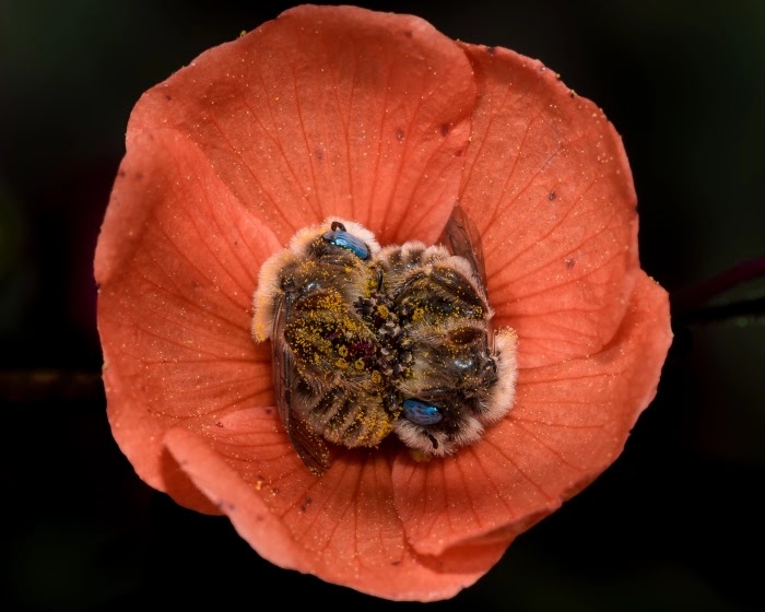 Adorable Pictures Of Bees That Sleep In Flowers