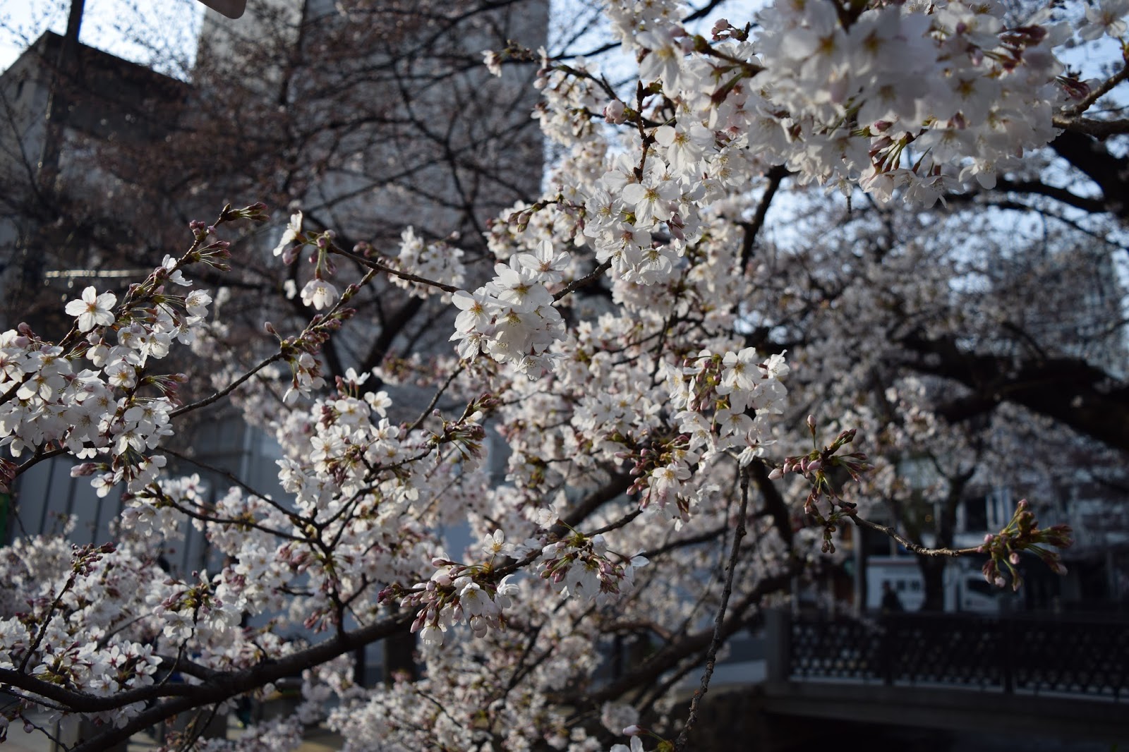 cherry blossom Kyoto