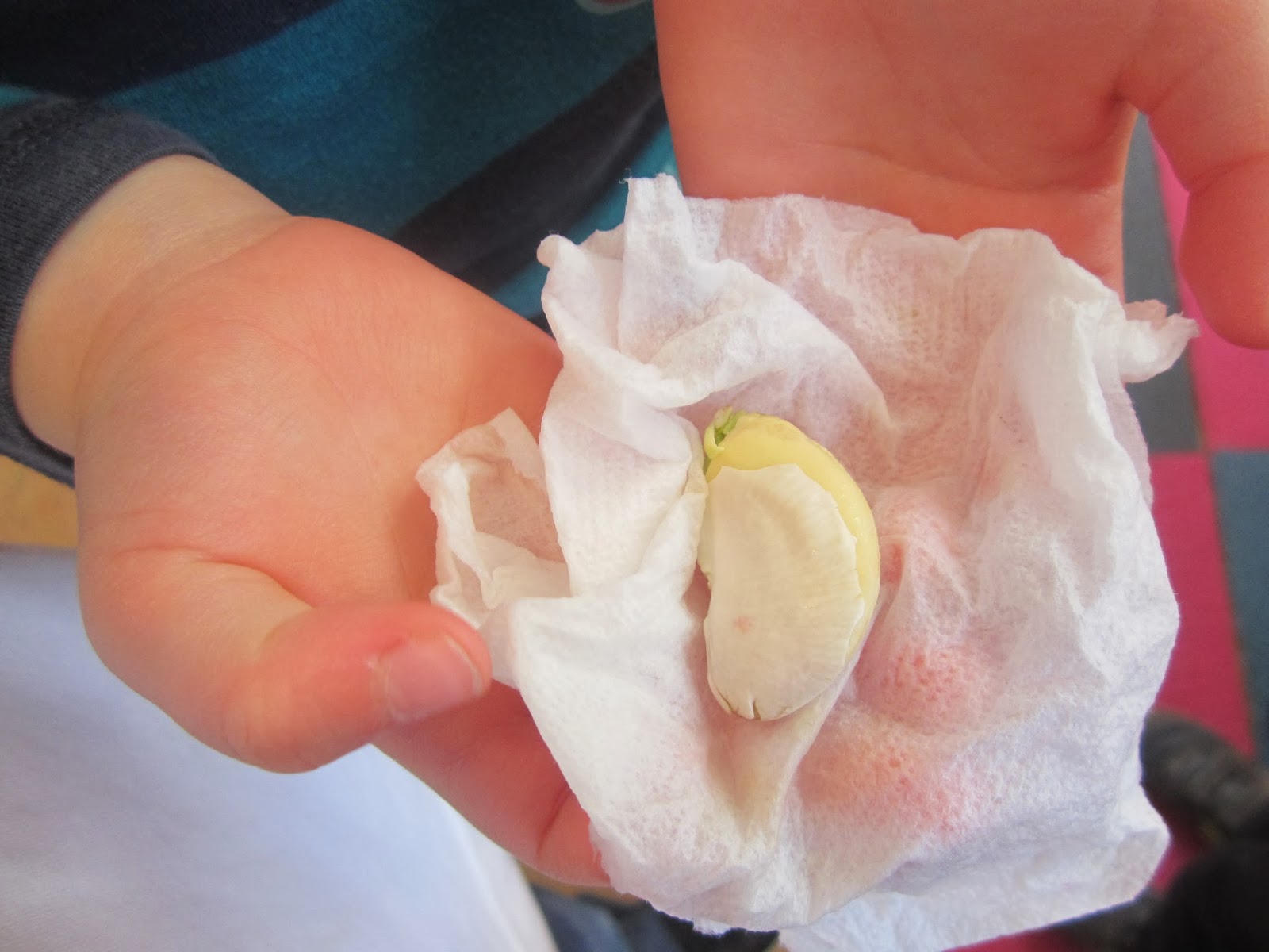 Intown Jewish Preschool: KDH Lima Bean Experiment