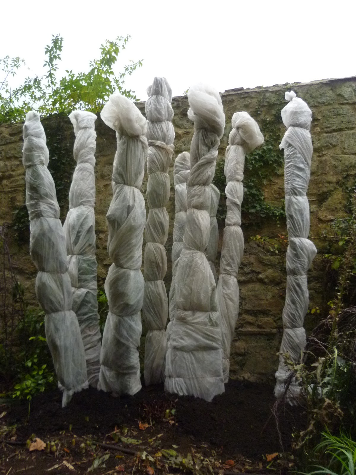 Worcester College Gardeners 20092018 Winter Protection For The Banana