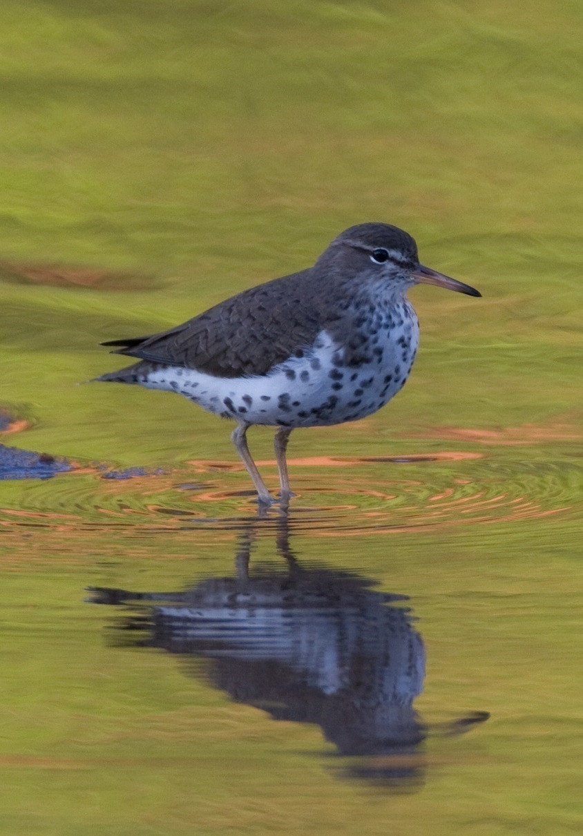 Picture of sandpiper wading through water. Picture of sandpiper wading through water.