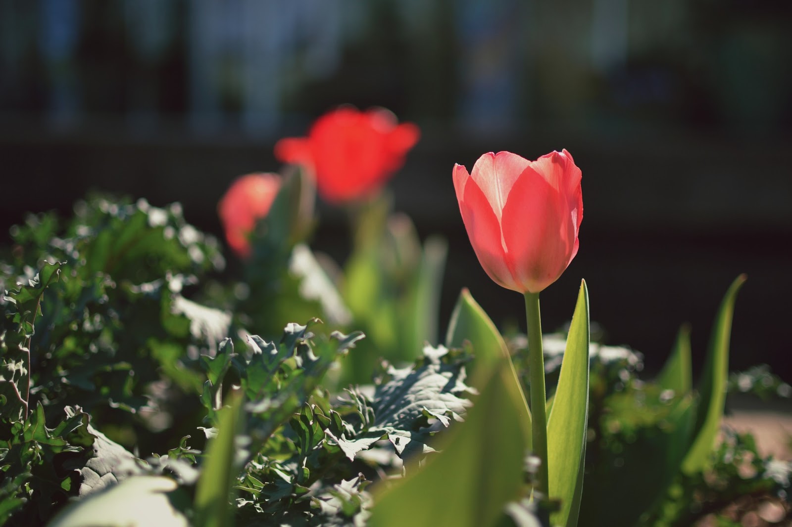 happycheerfulthings: Nearly Spring at the Botanical Gardens