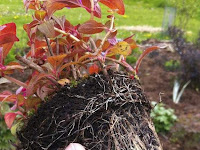 Transplanting Root Bound Plants