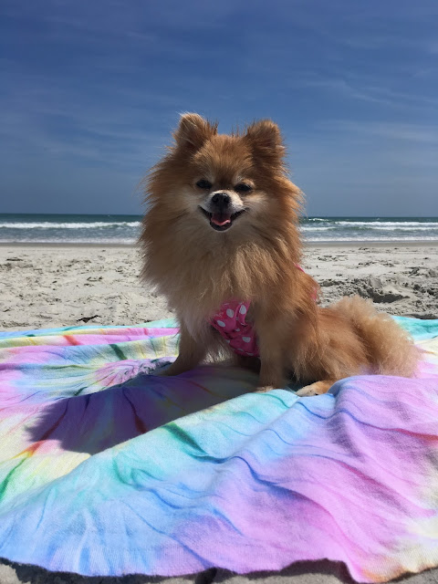 sand cloud, sand cloud towels, save the fishies, beach, Foxy, pomeranian, help the environment, protect ocean animals, do your part, get a discount, proceeds go to conservation,preservation and protection, dolphin, animals, whales, sea turtles, stop pollution