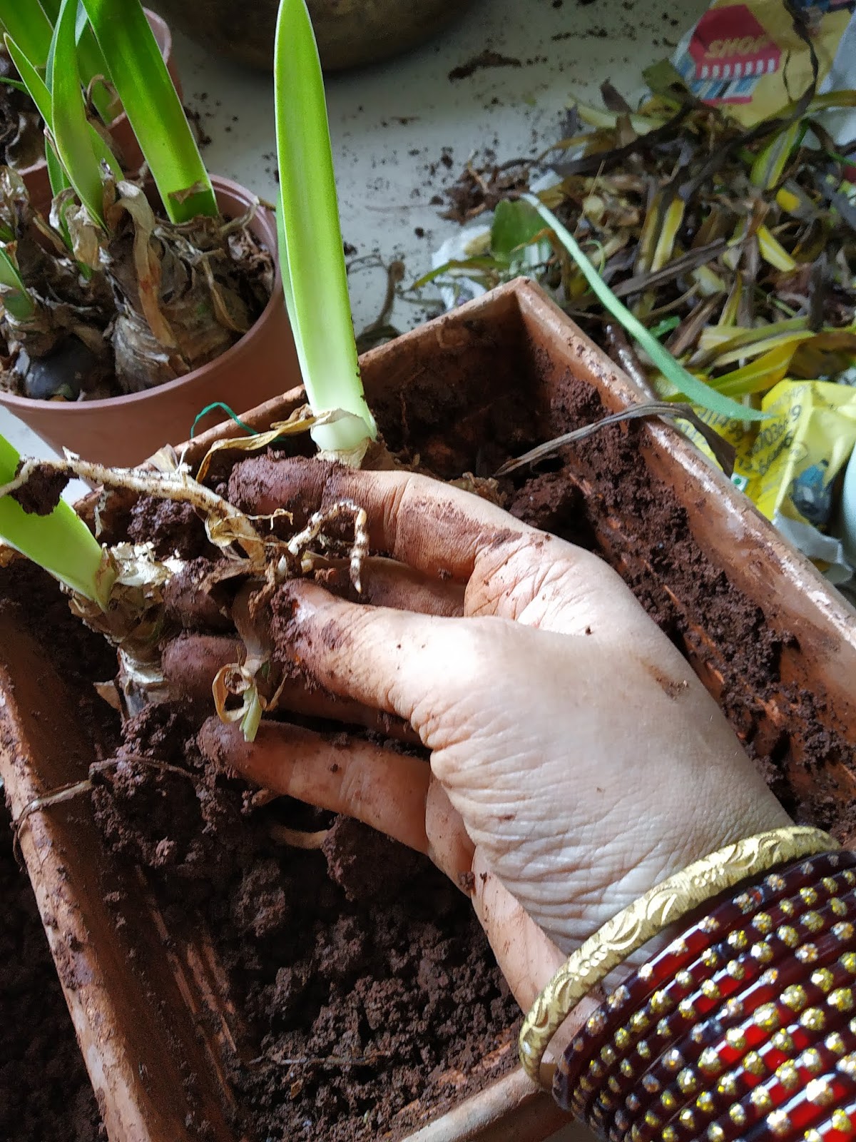 Garden Care Simplified How to save bulb from rotting Transplanting
