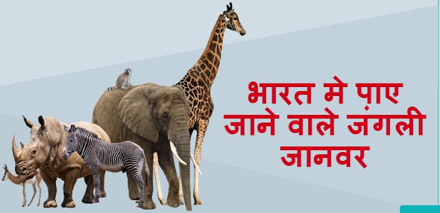 Wild Animals of India in Hindi