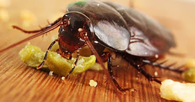 7 Remedios caseros contra cucarachas