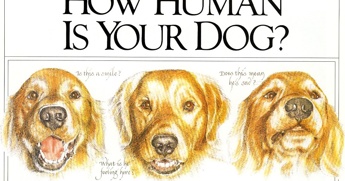 1991 IAMS Dog Food Magazine Ad PRINT ILLUSTRATION Old Magazine Ads