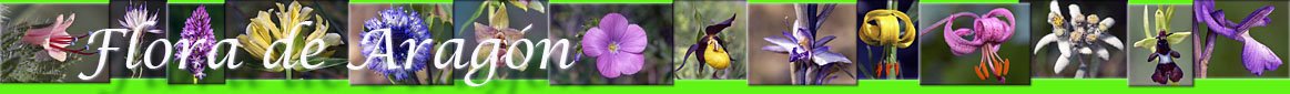 flora-aragon/etimologia