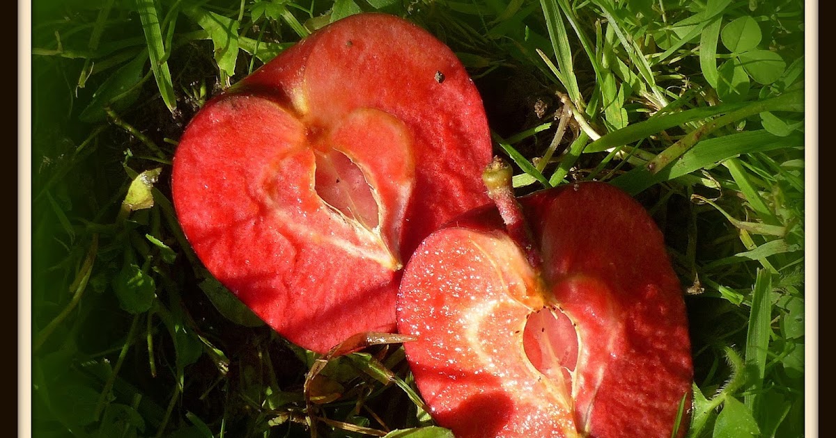 Birding For Pleasure Red Apple Inside