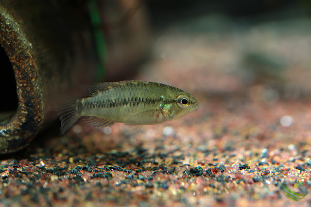 Apistogramma cf. alacrina