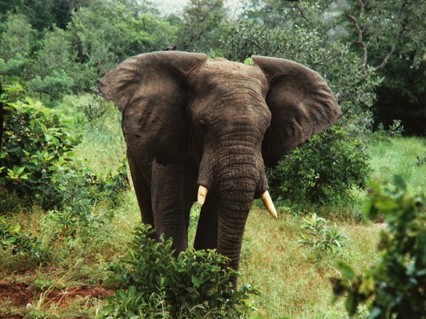 flexibleconcept-amazing-fact-about-yankari-game-reserve