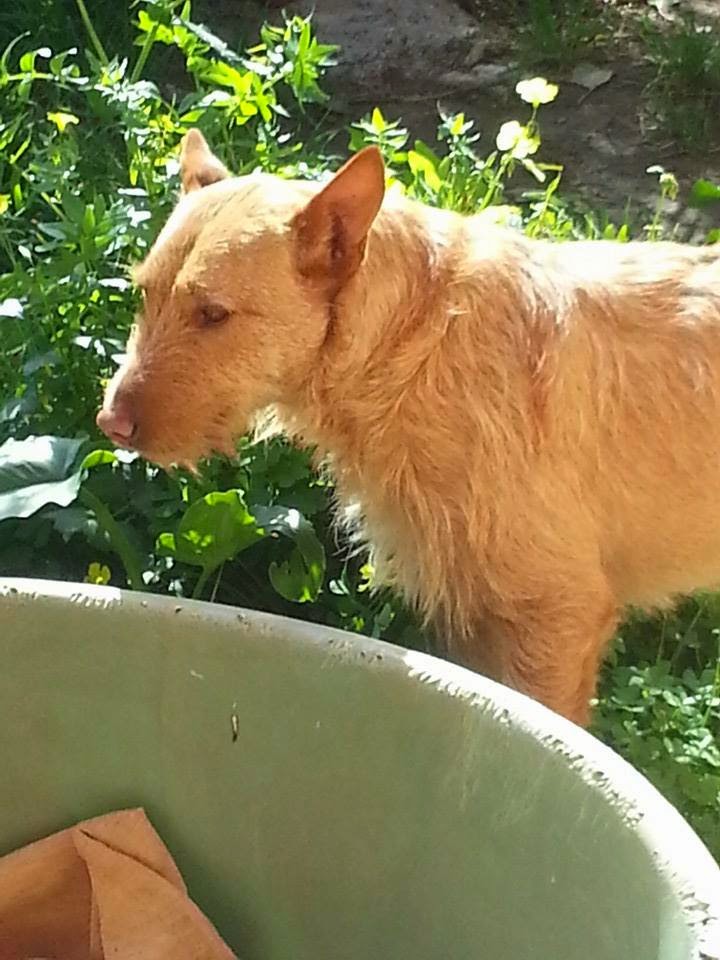 große_hunde_in_not — Mein Leben mit Hund