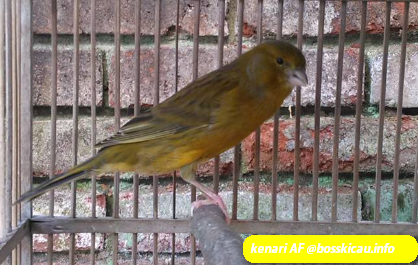 Artikel Burung Ciri Ciri Burung Kenari Af Dan Keunggulannya