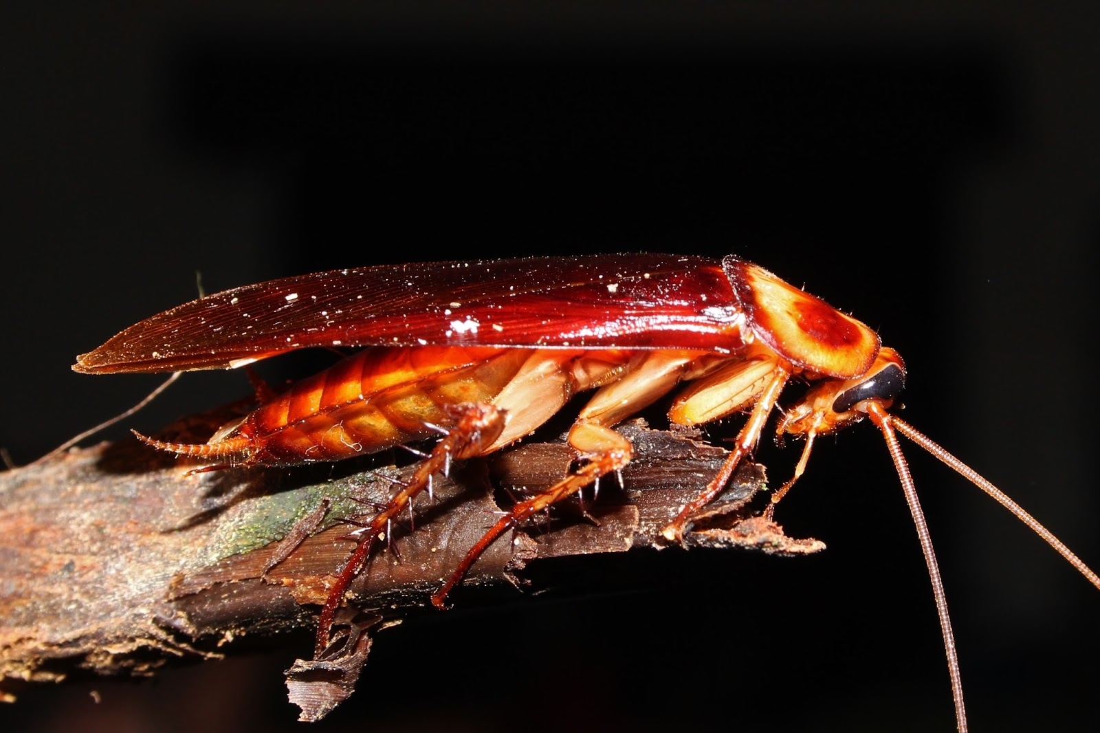 American cockroach - Periplaneta americana (Linnaeus, 1758) .