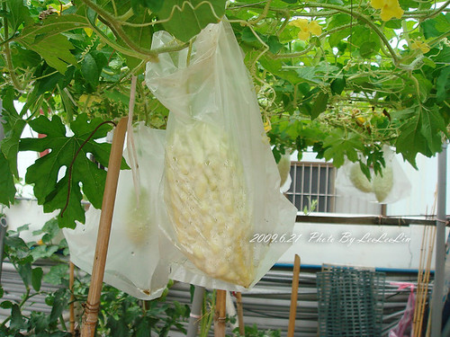 名記豆腐工廠|名豐豆花|名豐豆腐