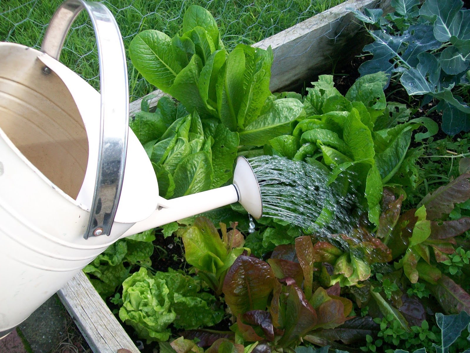 My Abundant Life How To Recycle Shower Warm Up Water