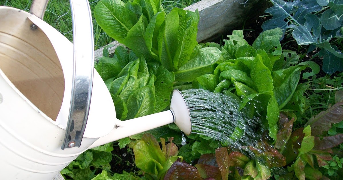 My Abundant Life How To Recycle Shower Warm Up Water