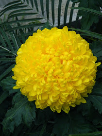 Allan Gardens Conservatory Fall Chrysanthemum Show 2014 yellow frilly mum by garden muses-not another Toronto gardening blog 