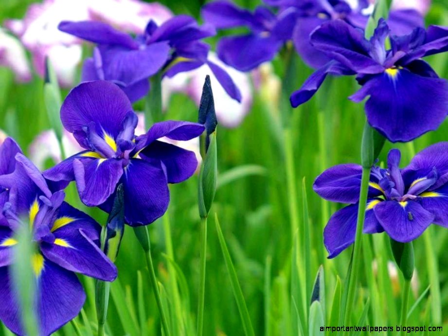 Iris Flowers Images 24 HD Wallpapers