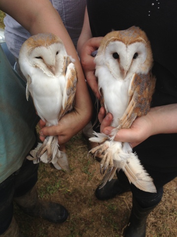 West Cornwall Ringing Group Barn Owls