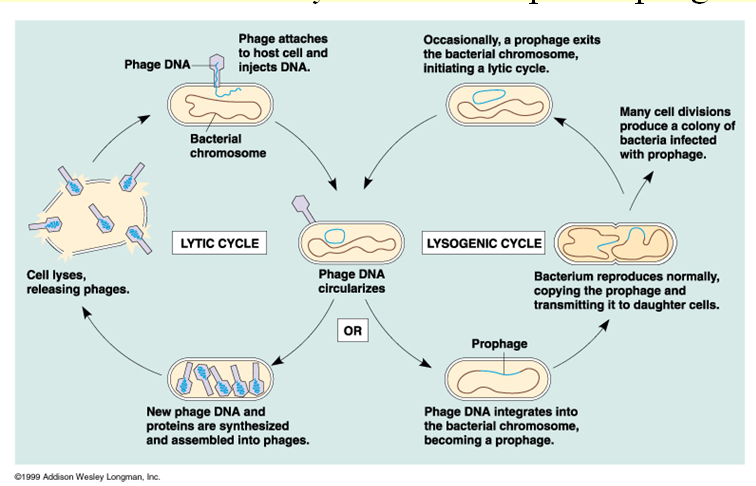 The Toxicologist Today Unzipping Zika The Anatomy Of Any Virus