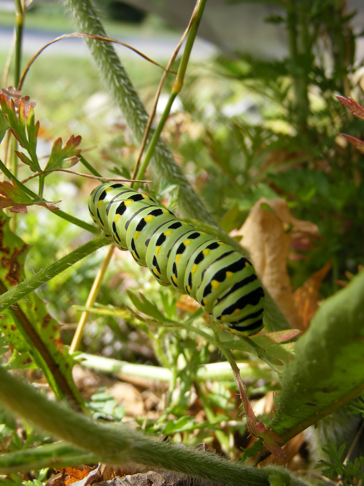 Black Swallowtail (Papilio polyxenes) caterpillar Caterpillar Eyespots
