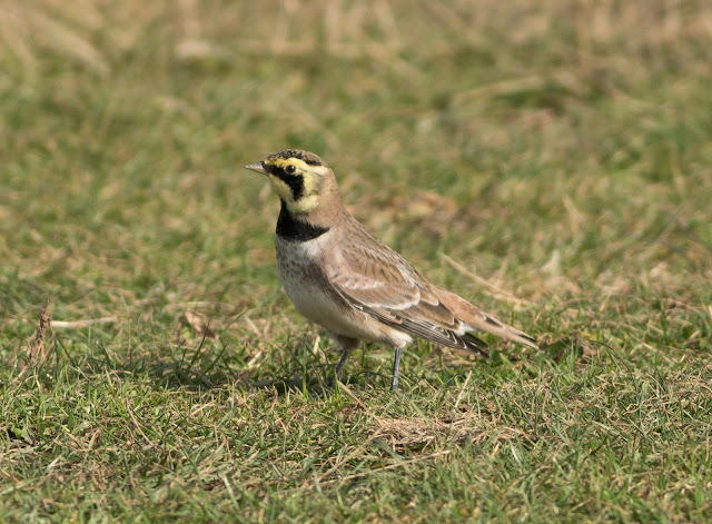 Shore Lark - Spurn, Yorkshire