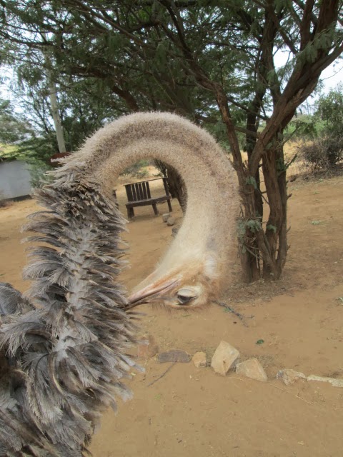 Lo'mon LeHeritage: Fun Facts: Ostriches