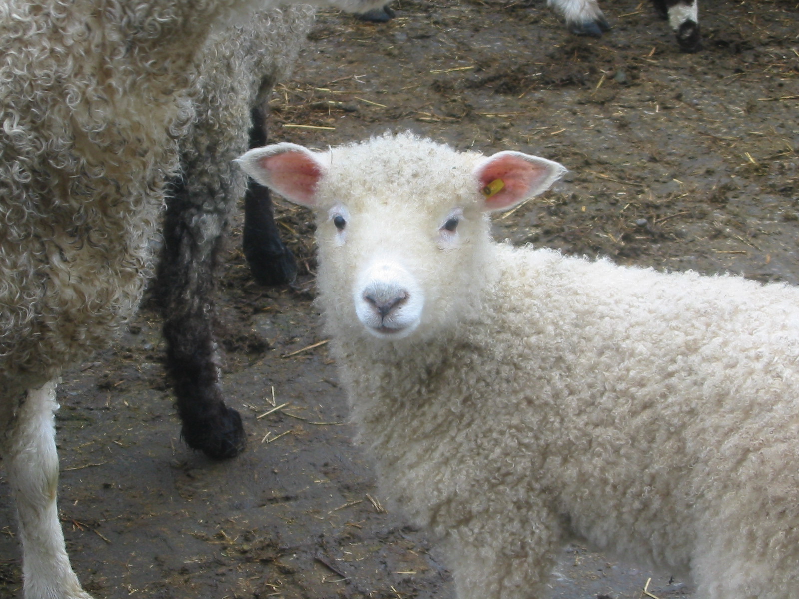 Knee Deep in Sheep: Some Spring Cleaning