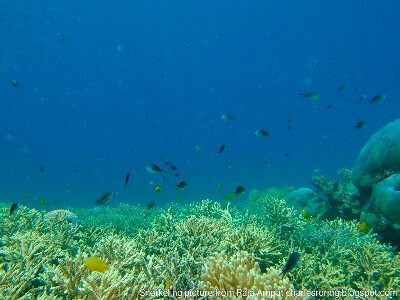 tropical fish and underwater marine life in Indonesia