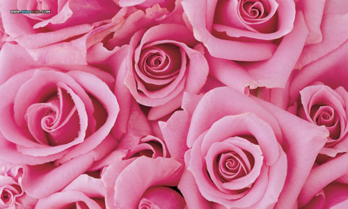 cuegyo: Pink flower wallpaper