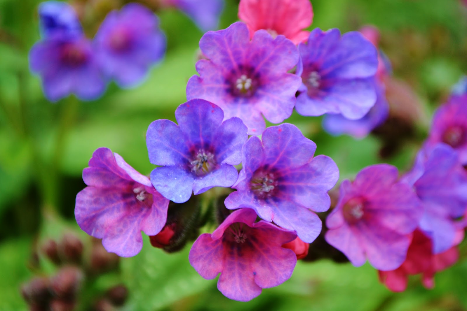Flower Homes Beach Flowers