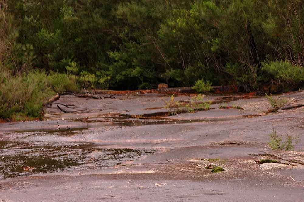 The Nature of Robertson Eriochilus petricola at Granite Falls