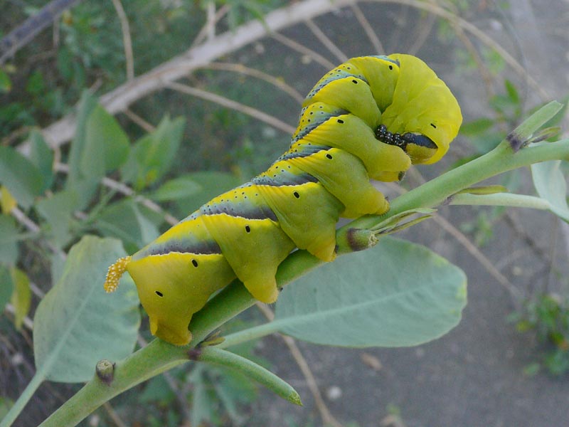Acherontia_atropos.jpg