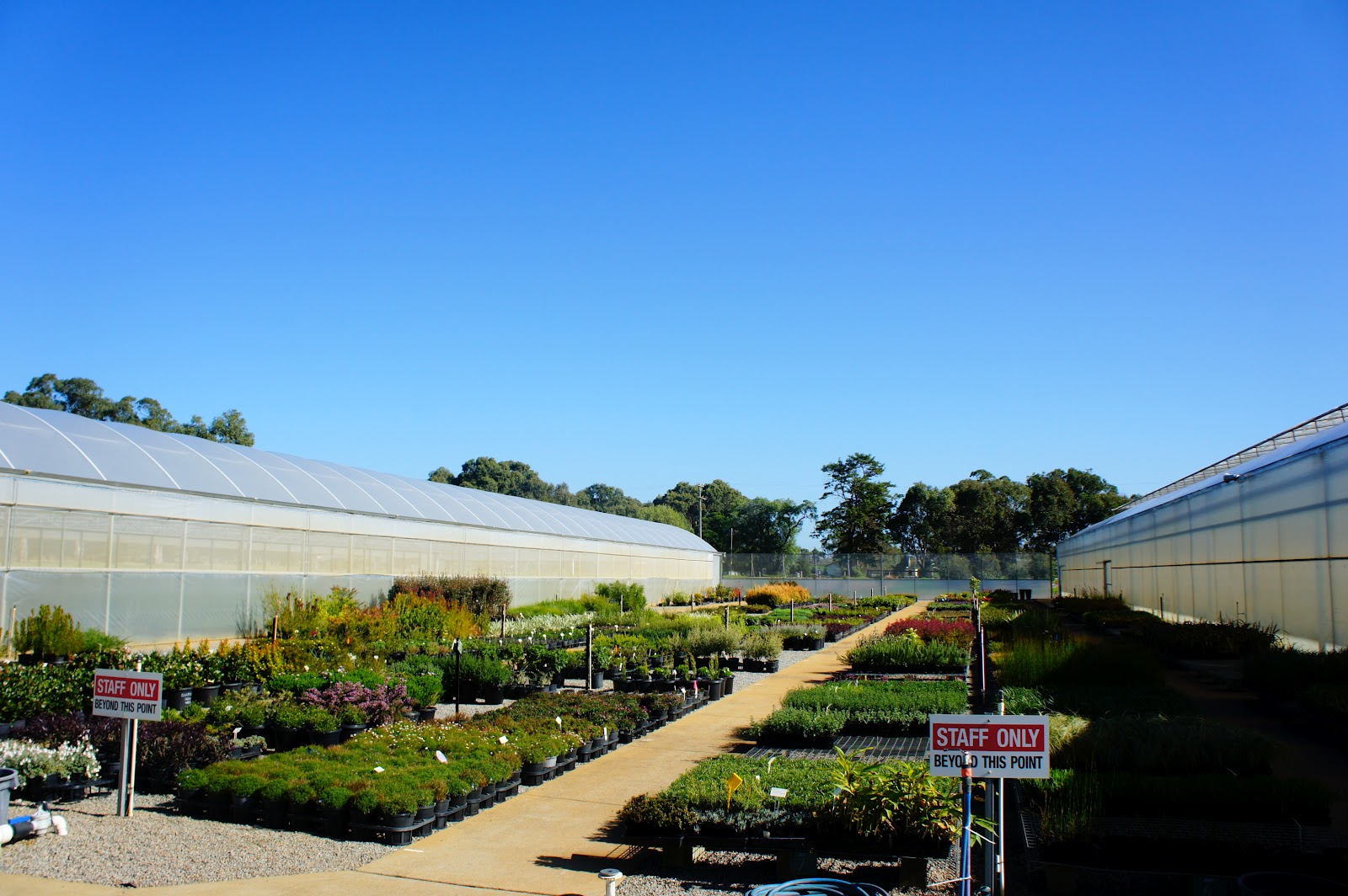 Ramiel Plantae Mansfield's Propagation Nursery
