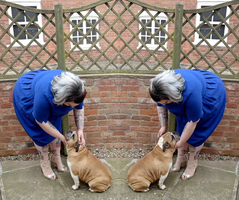 British Bulldog Getting Fuss From Owner